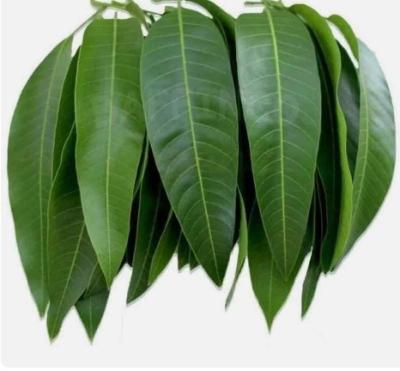 Mango Leaves Bunch Small